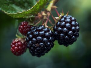 How to Grow Blackberry Plants Successfully in Your Home Courtyard