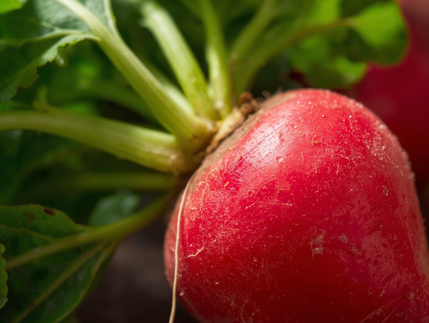 Growing Radishes