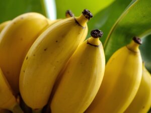 How to Grow Banana Plants in Your Home Courtyard